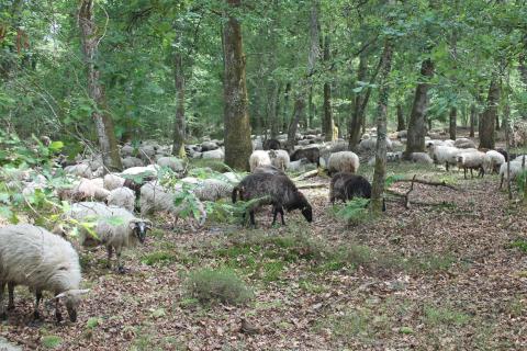 Le troupeau se trouve désormais au camp français, profitant des peuplements feuillus, et des ronciers dont sont friandes les brebis landaises !